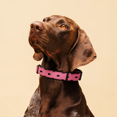 Bravo Talk Bubble Pattern Collar